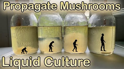 Unlocking the Potential of Magic Mushroom Liquid Culture: Experimenting with Strains